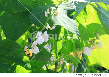 北海道の農産物 白花豆の花 野菜の花 ベニバナインゲン 北海道の農産物 白花豆の花 野菜の花 ベニバナインゲン 141959324
