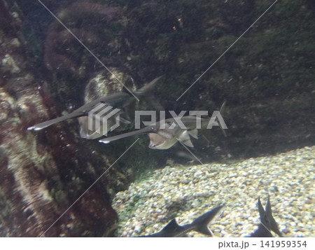 close up of a wild fish in the aquarium close up of a wild fish in the aquarium 141959354