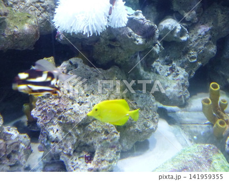 colorful underwater photo of tropical fish colorful underwater photo of tropical fish 141959355