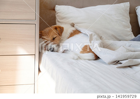 Small dog sleeping comfortably under white blanket on bed. Small dog sleeping comfortably under white blanket on bed. 141959729
