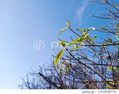 Close up dry branch and twig in sunny day with blue sky 141959779