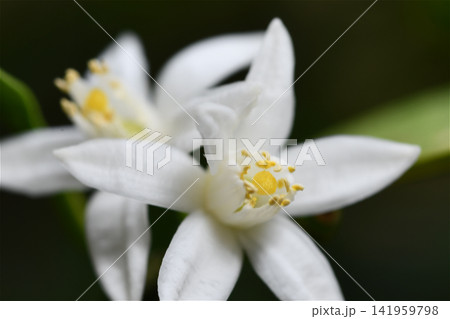 キンカンの花 141959798
