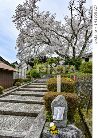 春の橘寺(奈良)東門 春の橘寺(奈良)東門 141959827