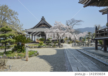 春の橘寺境内(奈良) 春の橘寺境内(奈良) 141959834