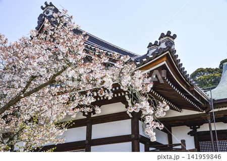 橘寺(奈良)の桜 橘寺(奈良)の桜 141959846