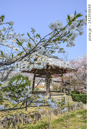 春の橘寺(奈良)鐘楼 春の橘寺(奈良)鐘楼 141959849