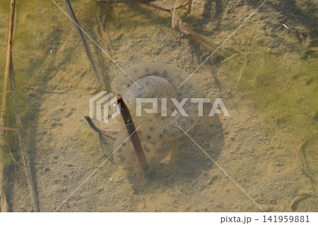 休耕田のトウキョウサンショウウオ卵 休耕田のトウキョウサンショウウオ卵 141959881