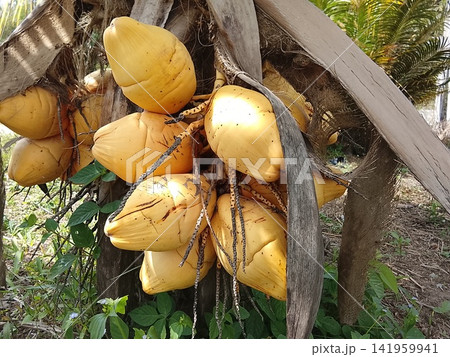 Yellow Coconut Cocos Nucifera Hanging On Palm Tree Yellow Coconut Cocos Nucifera Hanging On Palm Tree 141959941