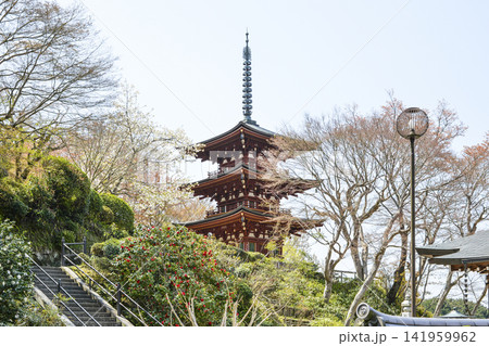 春の岡寺（奈良県）三重塔 141959962