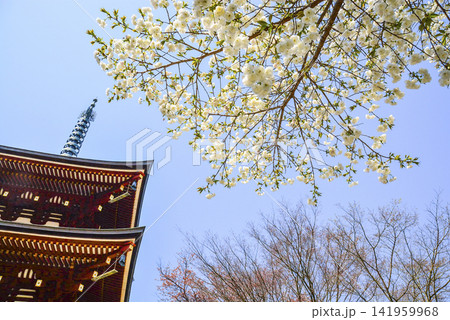春の岡寺(奈良県)三重塔 春の岡寺(奈良県)三重塔 141959968