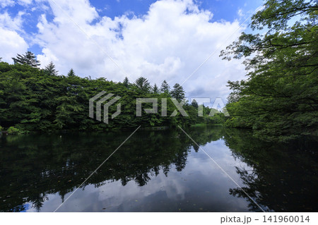 軽井沢町の雲場池の夏 軽井沢町の雲場池の夏 141960014