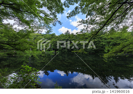 軽井沢町の雲場池の夏 141960016