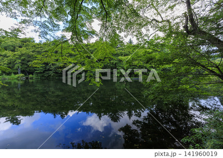 軽井沢町の雲場池の夏 軽井沢町の雲場池の夏 141960019