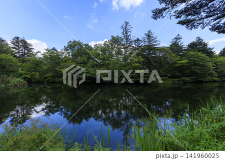 軽井沢町の雲場池の夏 軽井沢町の雲場池の夏 141960025