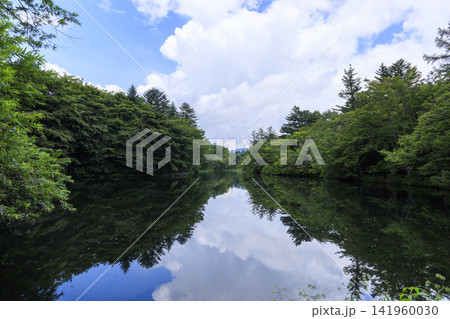 軽井沢町の雲場池の夏 軽井沢町の雲場池の夏 141960030