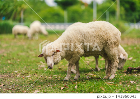 sheep grazing on grass field. 141960043