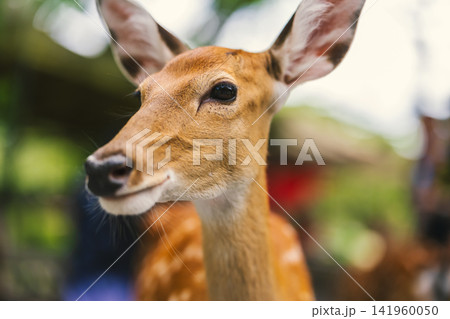 close-up portrait of spotted deer close-up portrait of spotted deer 141960050