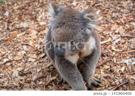 Koala sitting on a bed of dry leaves on Kangaroo Island Koala sitting on a bed of dry leaves on Kangaroo Island 141960406