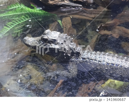 the crocodile in the pond 141960687