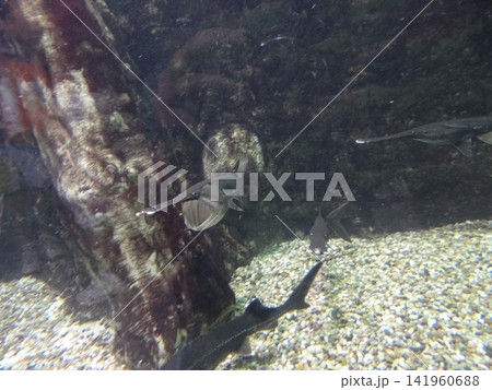 underwater photo of a wild fish in the aquarium 141960688