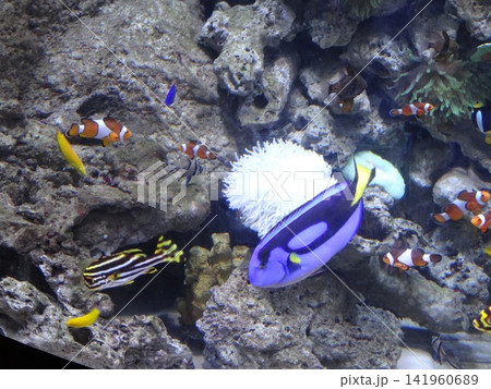 aquarium with fish and fish in aquarium 141960689