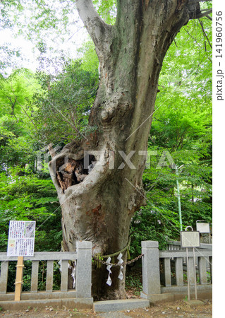 東京都 調布市 青渭神社のケヤキ 東京都 調布市 青渭神社のケヤキ 141960756