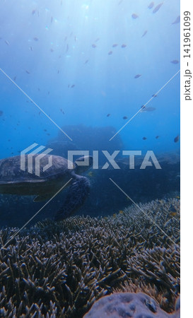 Dark and mystical underwater scene of a green sea turtle (Chelonia mydas) swimming through the depths of the reef with light beams filtering through the water. Dauin, Philippines Dark and mystical underwater scene of a green sea turtle (Chelonia mydas) swimming through the depths of the reef with light beams filtering through the water. Dauin, Philippines 141961099