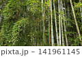 竹やぶ 141961145