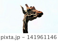 キリンの顔のアップ 141961146