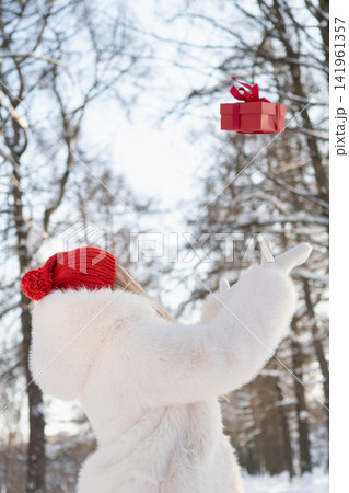 Woman catching flying gift box in winter park Woman catching flying gift box in winter park 141961357