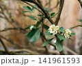 Close-up of fragrant white flowers and glossy green leaves of Pittosporum tobira (Japanese mock orange). Evergreen ornamental shrub blooming in spring with soft natural background. 141961593