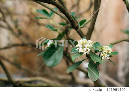 Close-up of fragrant white flowers and glossy green leaves of Pittosporum tobira (Japanese mock orange). Evergreen ornamental shrub blooming in spring with soft natural background. Close-up of fragrant white flowers and glossy green leaves of Pittosporum tobira (Japanese mock orange). Evergreen ornamental shrub blooming in spring with soft natural background. 141961593