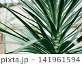 Close-up of green Yucca leaves with sharp sword-shaped foliage growing in a botanical greenhouse. Tropical evergreen ornamental plant with architectural form, natural texture and soft blurred 141961594