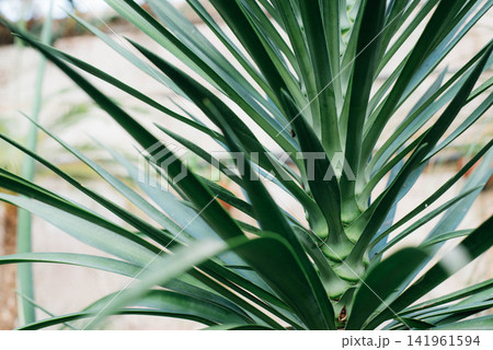Close-up of green Yucca leaves with sharp sword-shaped foliage growing in a botanical greenhouse. Tropical evergreen ornamental plant with architectural form, natural texture and soft blurred Close-up of green Yucca leaves with sharp sword-shaped foliage growing in a botanical greenhouse. Tropical evergreen ornamental plant with architectural form, natural texture and soft blurred 141961594
