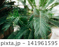 Close-up of lush green cycad palm leaves with delicate feather-like fronds in a tropical greenhouse. Exotic evergreen foliage creates a natural botanical background with soft focus and vibrant texture 141961595