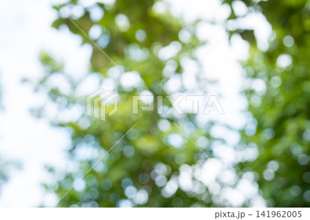Vibrant green nature background with soft out-of-focus bokeh, lush foliage, natural light. 141962005