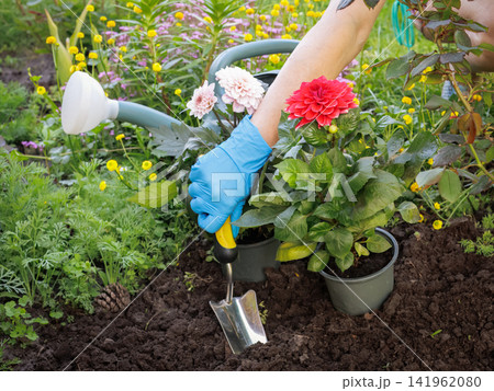 Gardener is planting dahlias on the garden bed. 141962080