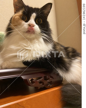 鼻ペロする猫　舌出し猫 141962199