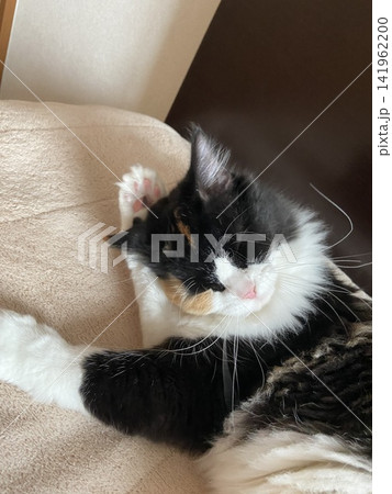 顔を洗う猫 141962200