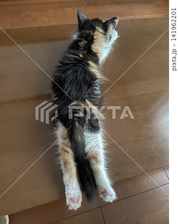 うつ伏せに寝そべる子猫　後ろ足ピーン 141962201