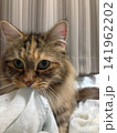 甘える猫　布を咥える猫 141962202