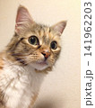 周りを警戒する猫 141962203