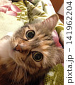 上目遣いをする猫　あざとい猫 141962204