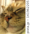 怒られてても気にせず寝る猫 141962205