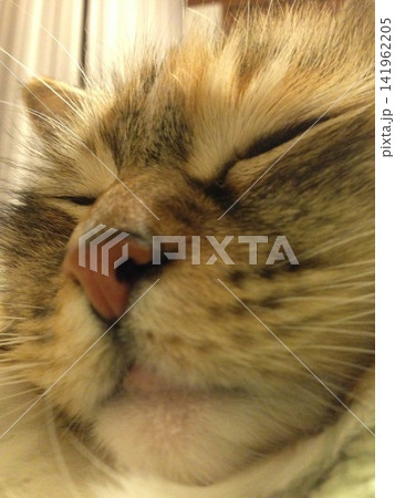 怒られてても気にせず寝る猫 141962205