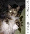 暗い場所で撮影された猫 141962206