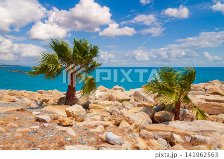 Palm trees on a rocky beach. Tropical landscape. Beautiful wild nature. Palm trees on a rocky beach. Tropical landscape. Beautiful wild nature. 141962563
