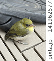 メジロの幼鳥 141962577