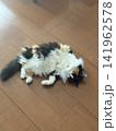 フローリングでくつろいで寝る猫 141962578