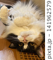 安心しきっているモフモフ猫 141962579